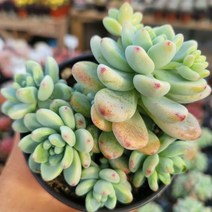 짱짱하고 곱게 물든 다육이 10종 모아보기, 6번 라울