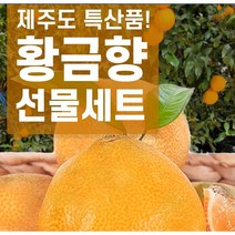 황금향 선물세트 농장직송 서귀포 귤 황금향제철 추석 명절 부모님 선물, 항금향3kg 17/20 소과, 1박스