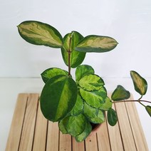 리사호야 키우기 쉬운 꽃도매시장 희귀식물 공기청정식물, 단품, 1개