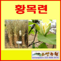 (G소망)황목련나무 묘목 접목3년(분) 1그루