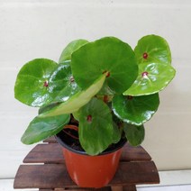 [성심] 재입고~콘치폴리아045