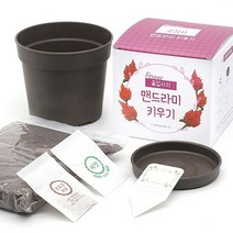 틔움세상 화분재배키트 꽃집사 시리즈 꽃 식물 키우기채소밭 텃밭 화분 재배 미니정원 정원 아파트 베란다 옥상 마당 모종 유기농 친환경 어린아이 학습 가든 가드닝 꽃 물망초 안개꽃 메리골드