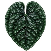 식물 소켓 접이식 그립 Tok Pretty Leaf 아크릴 전화 홀더 아이폰 13 범용 스마트 폰 그립 토크 브래킷 손, Y-2