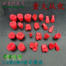 치아모형 재료상 입모형 모양 치과 구강연습 2배 3배 4배 왁스 Wstug 증정, 07 1.2배 석고 모형(치위 비고 필요)