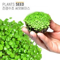 헬로아쿠아 모음)심쿵 수초아이템 160종 쉬운수초 어항장식 열대어 어항꾸미기 수족관꾸미기, 57번) 씨베이스 전경수초