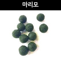 [수초아쿠아] 마리모 초보수초 인기수초 구피 새우 은신처 어항수초 수초맛집 득템수초 모스볼 모스활착 음성수초 나나 구피키우기 치비 치어 수초전문 수초, 2개