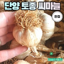 농사친구 2022 단양 육쪽마늘 씨마늘 한지형 햇 마늘 특상품 토종 종자 반접 한접, 한접 + 재배안내장