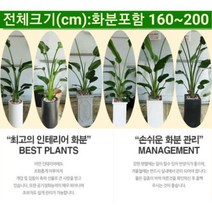 없음 [반값화분] 개업축하대형극락조(여인초) NASA공기정화식물 새집증후군새건물병증후군가정집거실사무실DP전용개업축하입주축하, 해초바구니