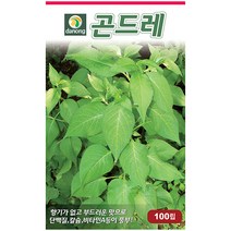 다농 참비름 1g - 씨 씨앗 참비름씨앗 참비름씨 비름 나물씨앗 민속채소 채소씨 채소씨앗 비름씨 비름씨앗, 15_다농_곤드레(고려엉겅퀴)(100립)