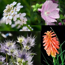 세계 니포피아 트리토마 이베리스 머스크멜로 사향아욱 에진지움 블루세이지 물망초 꽃씨 씨앗, 겹꽃 봉선화