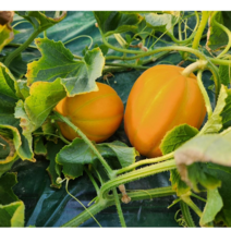성주 고당도 꿀 참외 당도보장 산지직송 1.5kg 3kg 5kg, 선물용 참외, 5kg 25~30과 (소과)