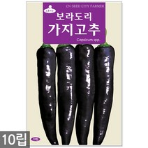 노나다 고추 15립 - 씨앗 씨 고추씨 고추씨앗 텃밭고추 빨간고추 주말농장 텃밭, 05_보라도리가지고추(10립)
