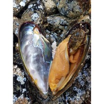 [통영직송] 알이 꽉 찬 자연산섭 자연산홍합 담치 1kg/3-6미, 1kg