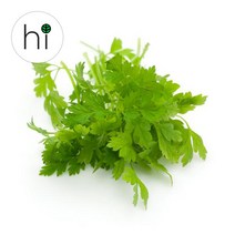 [허브아이] 차빌 10g 30g 100g 처빌