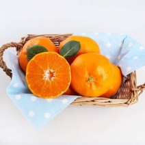 올가 [올가]제주 레드향(저탄소GAP) (1.8kg), 단품없음