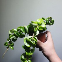 [공룡꽃식물원]꼬불이 호야 트위스트 호야 69