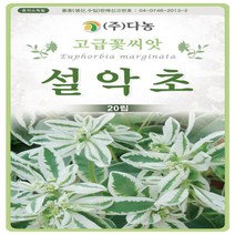 다-설악초 500립, 1개
