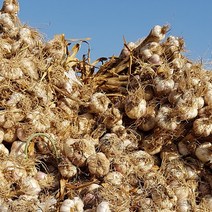 [더조은] 해남 햇 통마늘 소 3kg 100개 내외, 없음