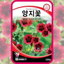 양지꽃 씨앗 1000립 포텐틸라 왕의벨벳 다년생 꽃 potentilla thurberi, 단품