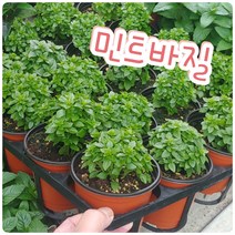 민트바질-바질 특유의 향은 정신을 맑게 하고 기분을 상쾌하게