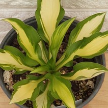 비비추 - 달마중투 무늬 비비추25, 1개