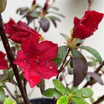 [다온야생화] C776 흑진달래(묵은주) [동일품]