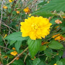 충주원예조경/황매화/1.2m/개화주/5주, 주