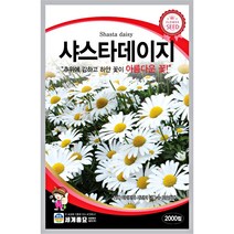 샤스타 데이지 씨앗 계란꽃 마가렛 꽃씨앗, 해바라기
