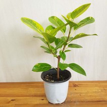 뱅갈고무나무 소품 40cm