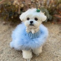 2023 화려한 강아지 옷 디자이너 개 작은 고양이 럭셔리 스웨터 슈나우저 요크 푸들 모피 코트, B1521 Blue Sweater+L