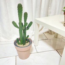 청년농부 만세선인장 이태리 플라스틱화분 완제품 식물인테리어 화분선물