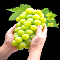 갤러리농장 블랙라벨 미친당도 18brix이상 산지직송 샤인머스켓 에어포장 백화점퀄리티, 1등급2kg, 1개