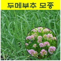 두메부추모종 (20개)/산부추모종 wj138