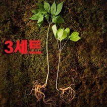 경성건강원 자연에서 자란 야생 산양삼 5 6년산 6뿌리 귀한분 선물세트, 3개