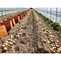 2023년 포슬포슬 햇 고령개진감자 중 3kg 5kg, 1개