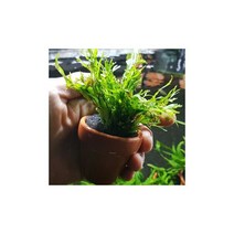 미미네플랜츠 미크로소리움 프테로푸스 1포트