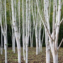 자작나무/실생3년특묘(10주묶음)묘목/e0806