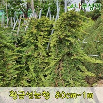 착한가격나무생각 황금선눈향 80cm~1m, 주