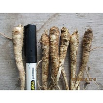 도라지 종근 /도라지 모종 100 주