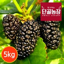 단골농장 내장산 토종 오디 생과 프리미엄 급냉, 1세트, 프리미엄 5kg