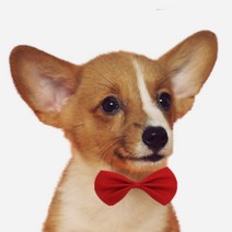 목걸이 고양이 스카프 강아지 넥타이 리본 보타이 진주스카프, 옐로