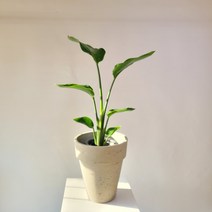 극락조 여인초 중대품 플랜테리어 거실화분 60-80cm 149