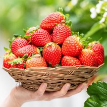 산지직송 달콤한 딸기 고흥 설향 생딸기 800g, 달콤한 고흥 설향 딸기 24과(800g)