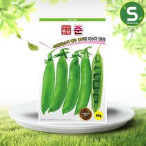 완두씨앗 50g 준완두 완두콩씨앗 콩씨앗 조생종, 1개
