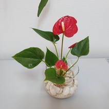초록바위 수경재배 겹꽃 미니안시리움 /흰돌/ 복주머니화병 세트구성