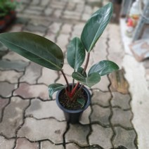 공룡꽃식물원(주) 레드콩고 중품 30~50cm 69