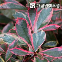 홍가시 가림원예조경, 핑크마블 삽목2년생(5개세트)