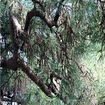 소나무/해송/실생1년(30주묶음)묘목/h0349