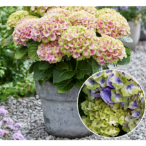 봄바람가든 수입수국 매지컬포시즌수국 쥬얼 2L포트 꼼꼼한포장 화려한수국 원예수국 노지월동수국 정원수국