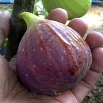 착한가격 나무생각 무화과나무 삽목3년*(결실주), 1개